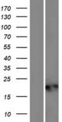 Western Blot: C20orf27 Overexpression Lysate [NBP2-08565]