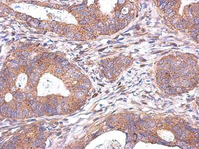 Immunohistochemistry-Paraffin: NDUFAF5 Antibody [NBP2-15644]