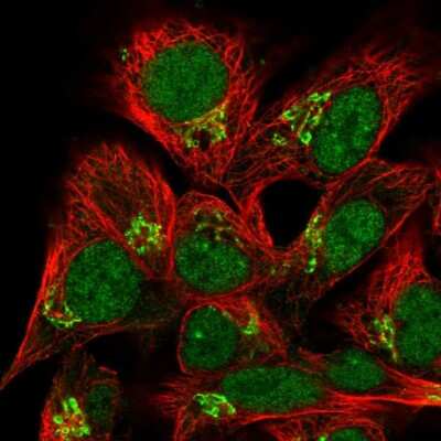 Immunocytochemistry/ Immunofluorescence: C20orf96 Antibody [NBP2-14649]