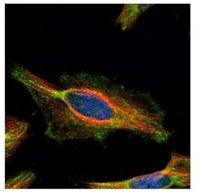 Immunocytochemistry/ Immunofluorescence: GATD3A Antibody [NBP2-15645]