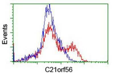 Flow Cytometry: SPATC1L Antibody (OTI1H6) [NBP2-01999]