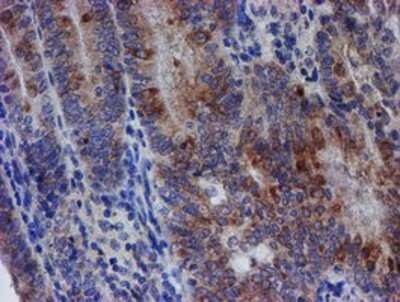Immunohistochemistry-Paraffin: SPATC1L Antibody (OTI1H6) [NBP2-01999]