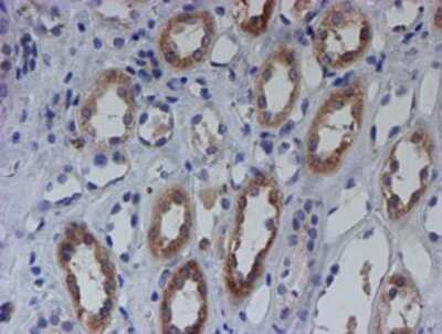Immunohistochemistry-Paraffin: SPATC1L Antibody (OTI1H6) [NBP2-01999]