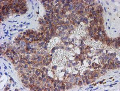 Immunohistochemistry-Paraffin: SPATC1L Antibody (OTI1H6) [NBP2-01999]