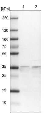 Western Blot: SPATC1L Antibody [NBP1-90939]