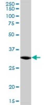 Western Blot: C21orf59 Antibody [H00056683-B01P]