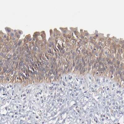 Immunohistochemistry-Paraffin: TANGO2 Antibody [NBP1-84095]