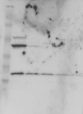 Western Blot: Protein Bop Antibody [NBP1-93956]