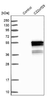 Western Blot: Protein Bop Antibody [NBP1-93957]