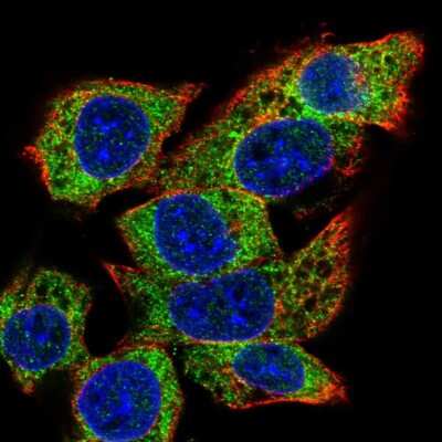 Immunocytochemistry/ Immunofluorescence: C22orf39 Antibody [NBP2-58003]