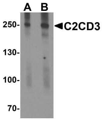 Western Blot: C2CD3 AntibodyBSA Free [NBP2-81963]