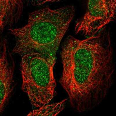 Immunocytochemistry/ Immunofluorescence: C2orf42 Antibody [NBP1-83644]