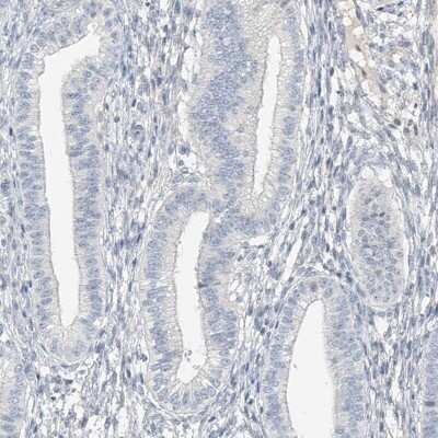 Immunohistochemistry-Paraffin: C2orf42 Antibody [NBP1-83644]