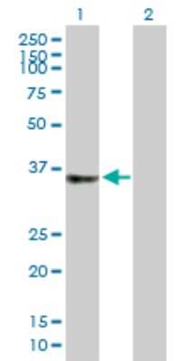 Western Blot: LDAH Antibody [H00060526-B01P]