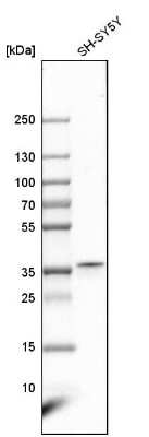 Western Blot: LDAH Antibody [NBP1-82135]