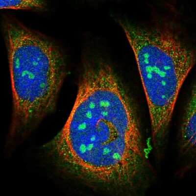 Immunocytochemistry/ Immunofluorescence: WDCP Antibody [NBP1-83612]