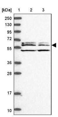 Western Blot: WDCP Antibody [NBP1-83612]