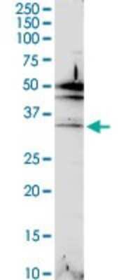 Western Blot: MAIP1 Antibody [H00079568-D01P]