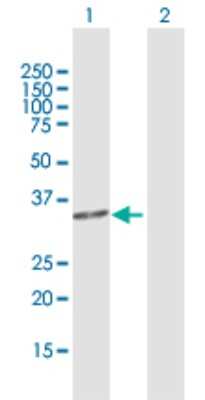 Western Blot: MAIP1 Antibody [H00079568-D01P]