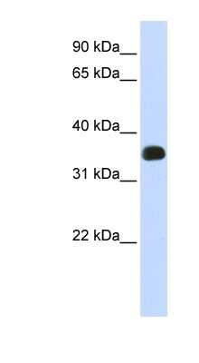 Western Blot: MAIP1 Antibody [NBP1-57840]