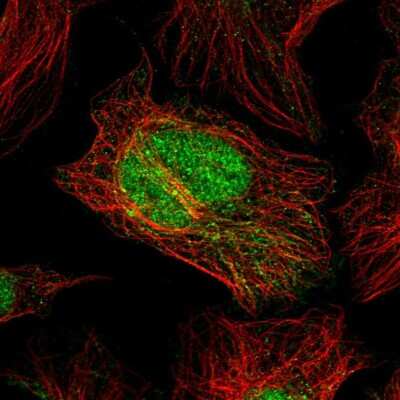 Immunocytochemistry/ Immunofluorescence: C2orf49 Antibody [NBP2-14404]