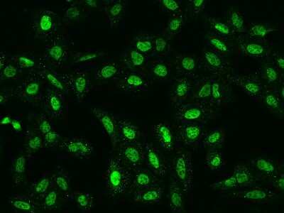 Immunocytochemistry/ Immunofluorescence: C2orf49 Antibody [NBP2-97944]