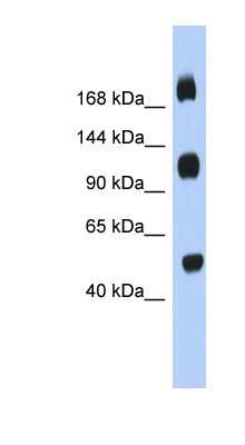 Western Blot: C2orf55 Antibody [NBP1-70468]