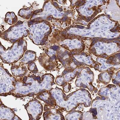 Immunohistochemistry-Paraffin: C2orf72 Antibody [NBP1-93551]