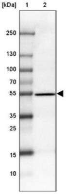 Western Blot: CCDC173 Antibody [NBP2-30925]