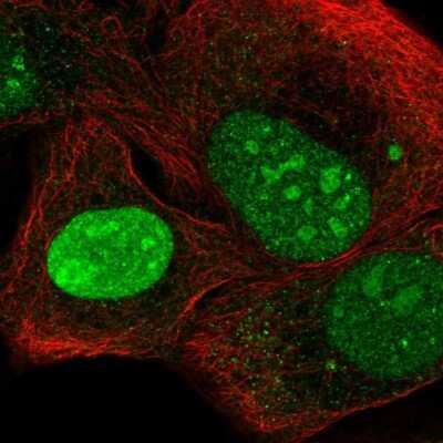 Immunocytochemistry/ Immunofluorescence: NEPRO Antibody [NBP2-57440]