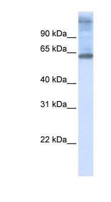 Western Blot: NEPRO Antibody [NBP1-59920]