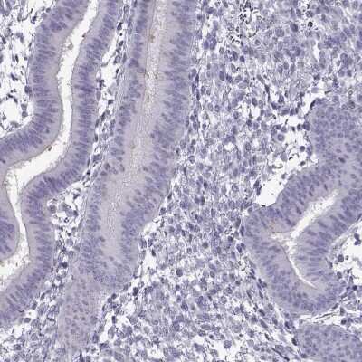 Immunohistochemistry-Paraffin: TEX55 Antibody [NBP2-37991]