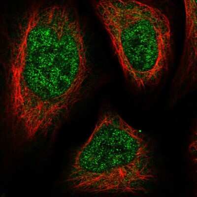 Immunocytochemistry/ Immunofluorescence: C3orf33 Antibody [NBP1-90874]