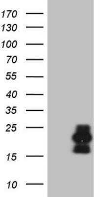 Western Blot: C3orf36 Antibody (OTI8G4)Azide and BSA Free [NBP2-72218]