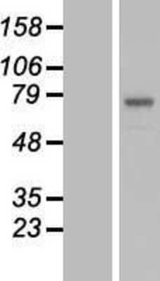 Western Blot: POMGNT2 Overexpression Lysate [NBL1-08447]