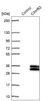 Western Blot: C3orf62 Antibody [NBP1-81899]