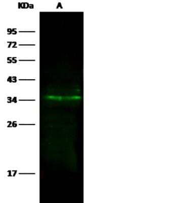 Western Blot: C4.4A/LYPD3 Antibody (213) [NBP2-89995]