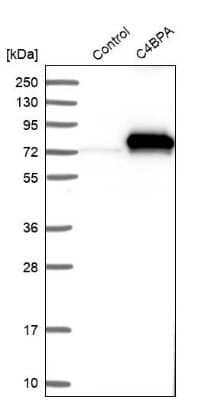 Western Blot: C4 binding protein A Antibody [NBP1-88262]
