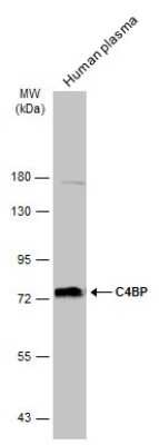 Western Blot: C4 binding protein A Antibody [NBP3-12959]