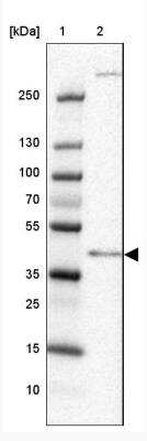 Western Blot: C4orf17 Antibody [NBP2-31831]