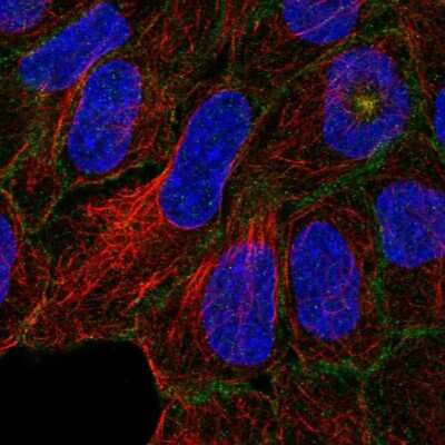 Immunocytochemistry/ Immunofluorescence: C4orf19 Antibody [NBP1-91734]