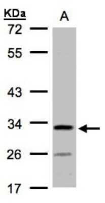 Western Blot: C4orf19 Antibody [NBP1-32492]