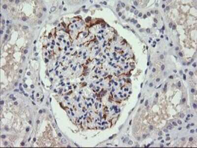 Immunohistochemistry: CFAP299 Antibody (OTI1A6) [NBP2-45584]