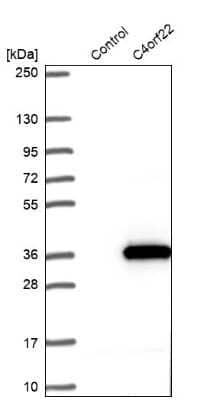 Western Blot: CFAP299 Antibody [NBP1-86203]