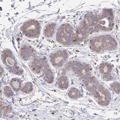 Immunohistochemistry-Paraffin: FAM241A Antibody [NBP2-37990]