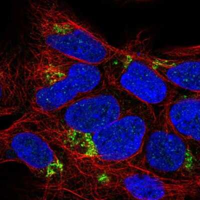 Immunocytochemistry/ Immunofluorescence: C4orf33 Antibody [NBP2-32585]