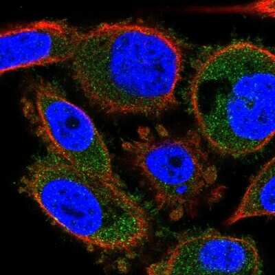 Immunocytochemistry/ Immunofluorescence: C4orf48 Antibody [NBP2-30706]