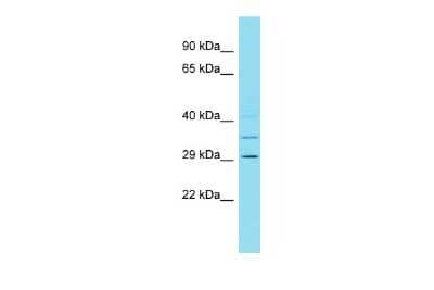 Western Blot: C4orf50 Antibody [NBP2-82917]