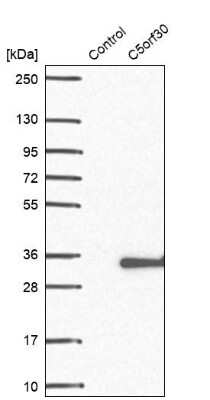 Western Blot: C5orf30 Antibody [NBP2-14416]