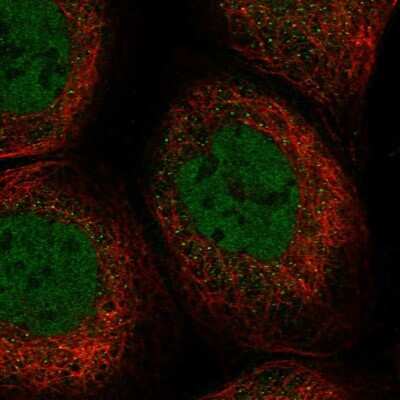 Immunocytochemistry/ Immunofluorescence: C5orf51 Antibody [NBP2-32025]